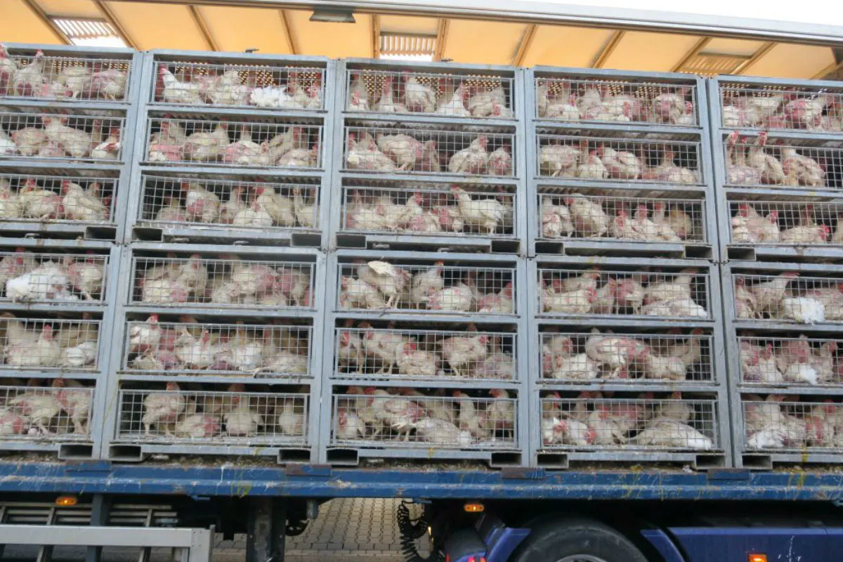 Hunderte Hühner verenden elendig in einem Transporter auf der A5