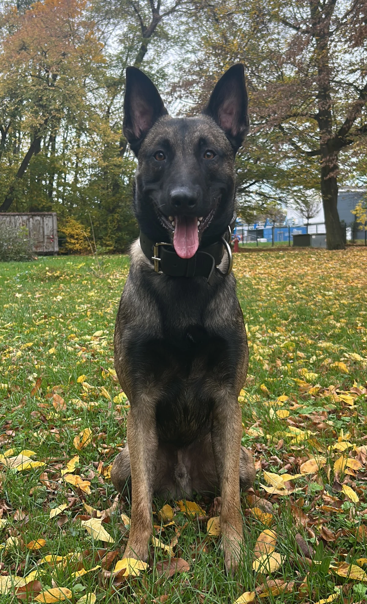 Ein belgischer Schäferhund sitzt aufmerksam auf einer Wiese, umgeben von buntem Herbstlaub. Im Hintergrund sind Bäume und ein Zaun sichtbar.