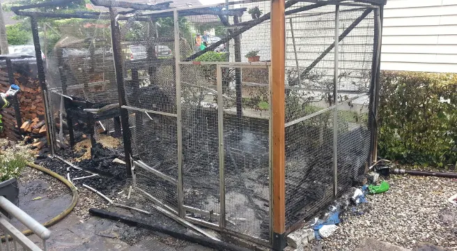 Muttenz: Unbekannter setzt Kaninchenstall in Flammen - acht Tiere tot