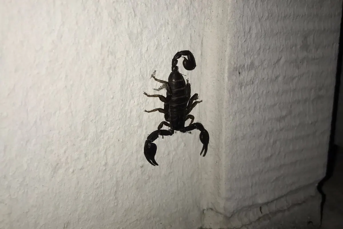 Winterthur ZH - Skorpion entdeckt