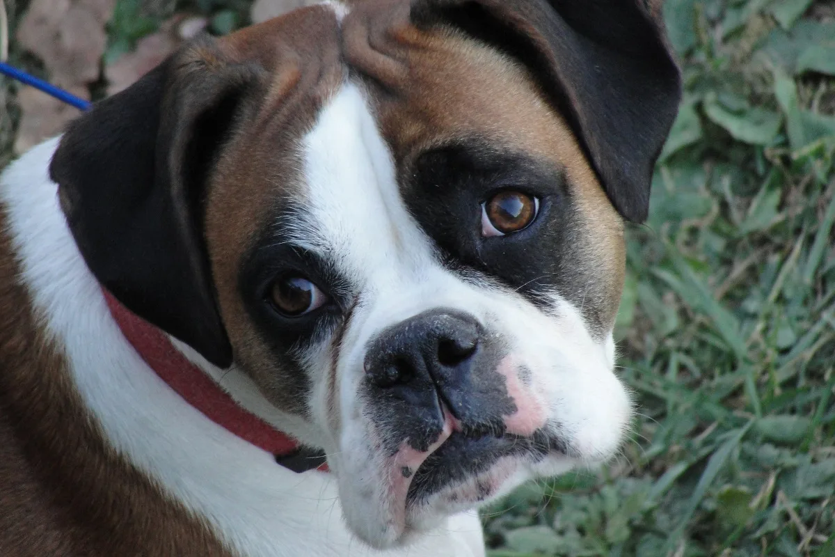 St. Gallen SG - Boxerhund angefahren und verletzt liegen gelassen - Zeugenaufruf