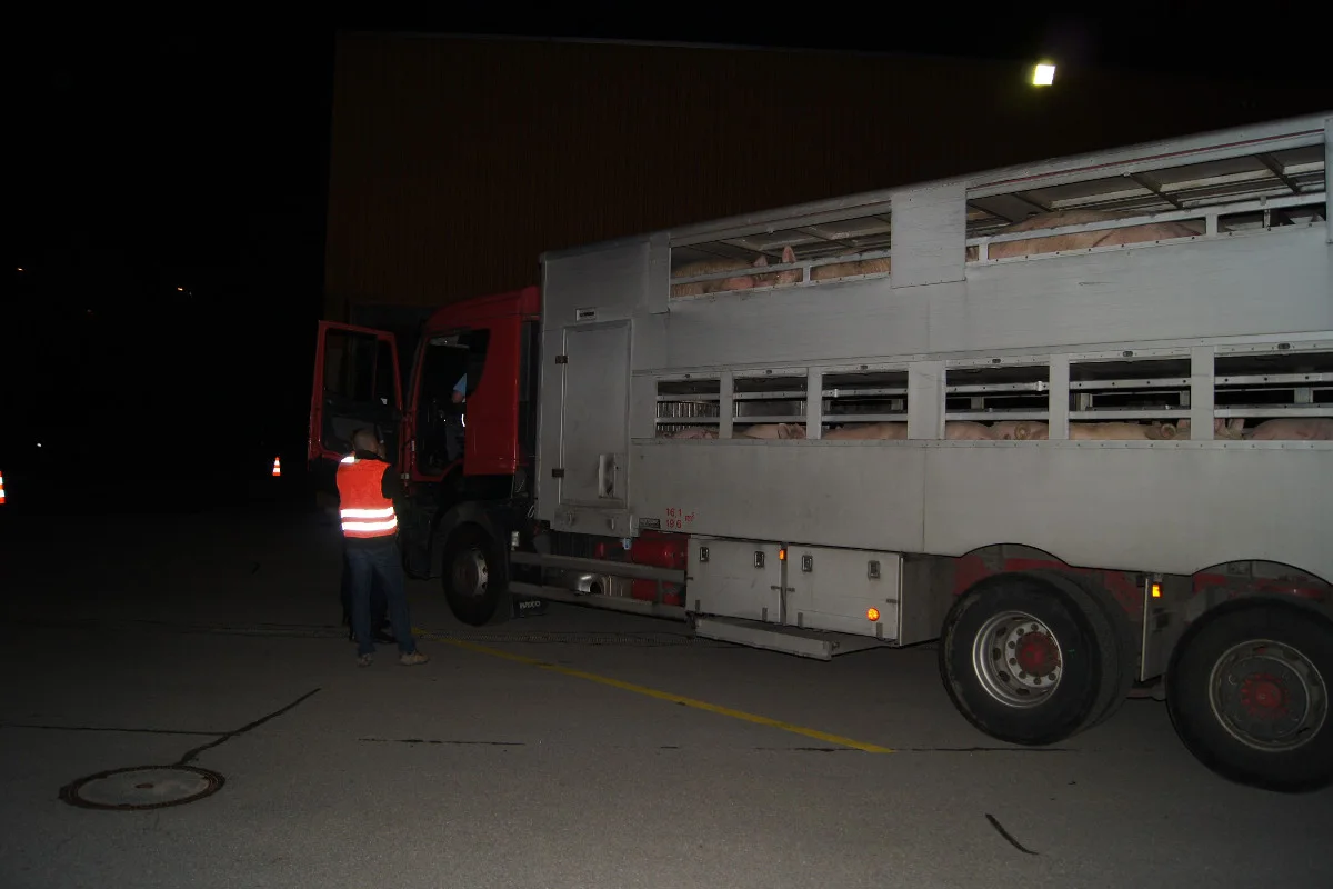 Bei Kontrolle in Steinhausen Schwein gehabt