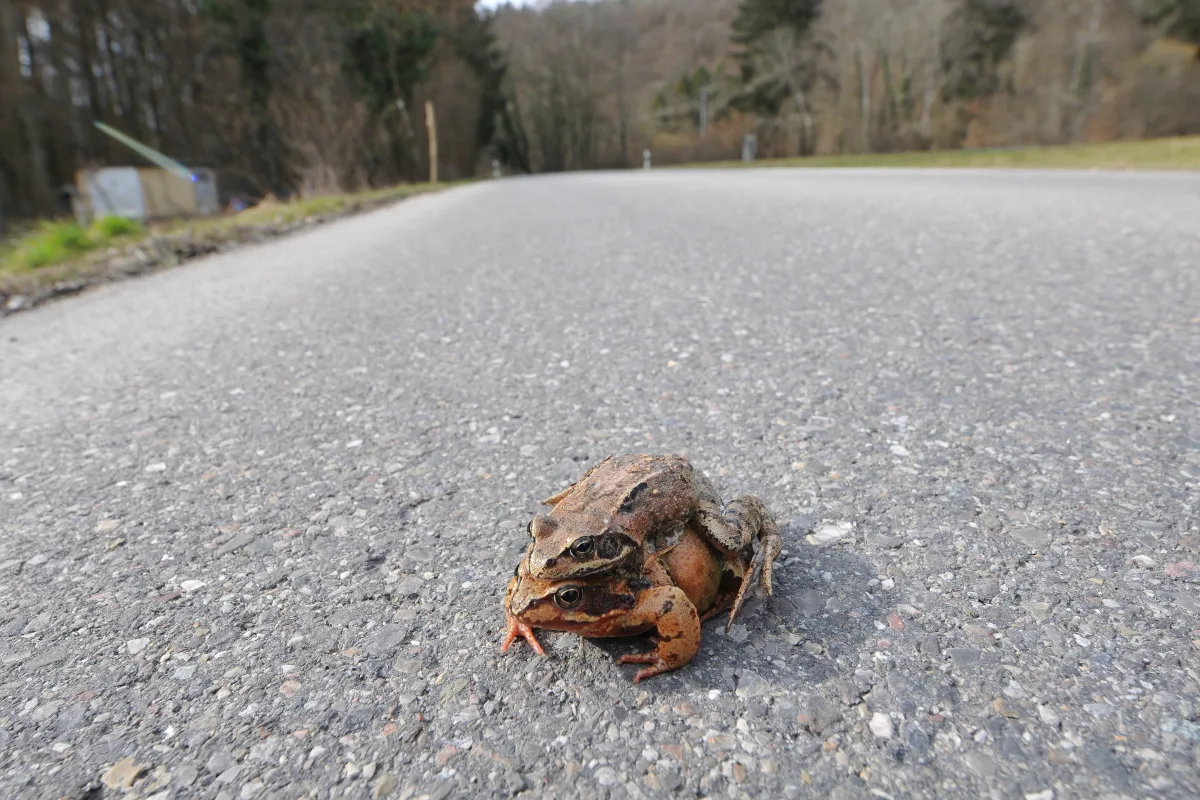 Schaffhausen/Beringen: Kistenpass wegen Amphibienwanderungen gesperrt