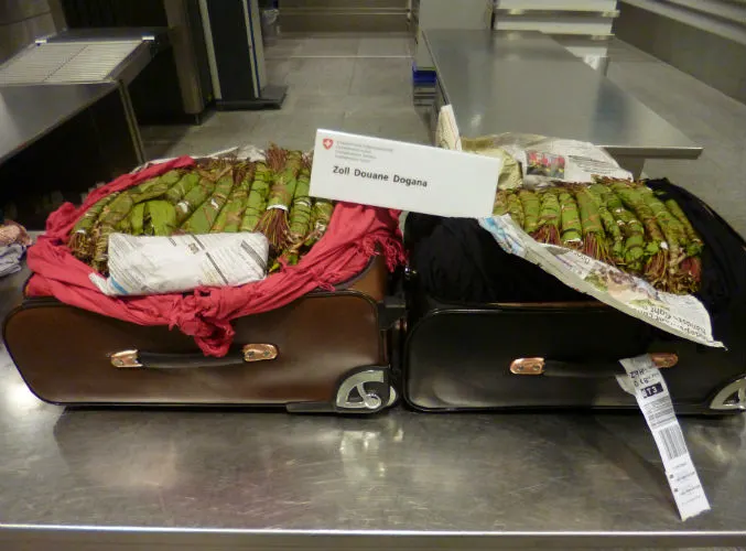 Flughafen Zürich ZH - 80 Kilogramm Kath sichergestellt