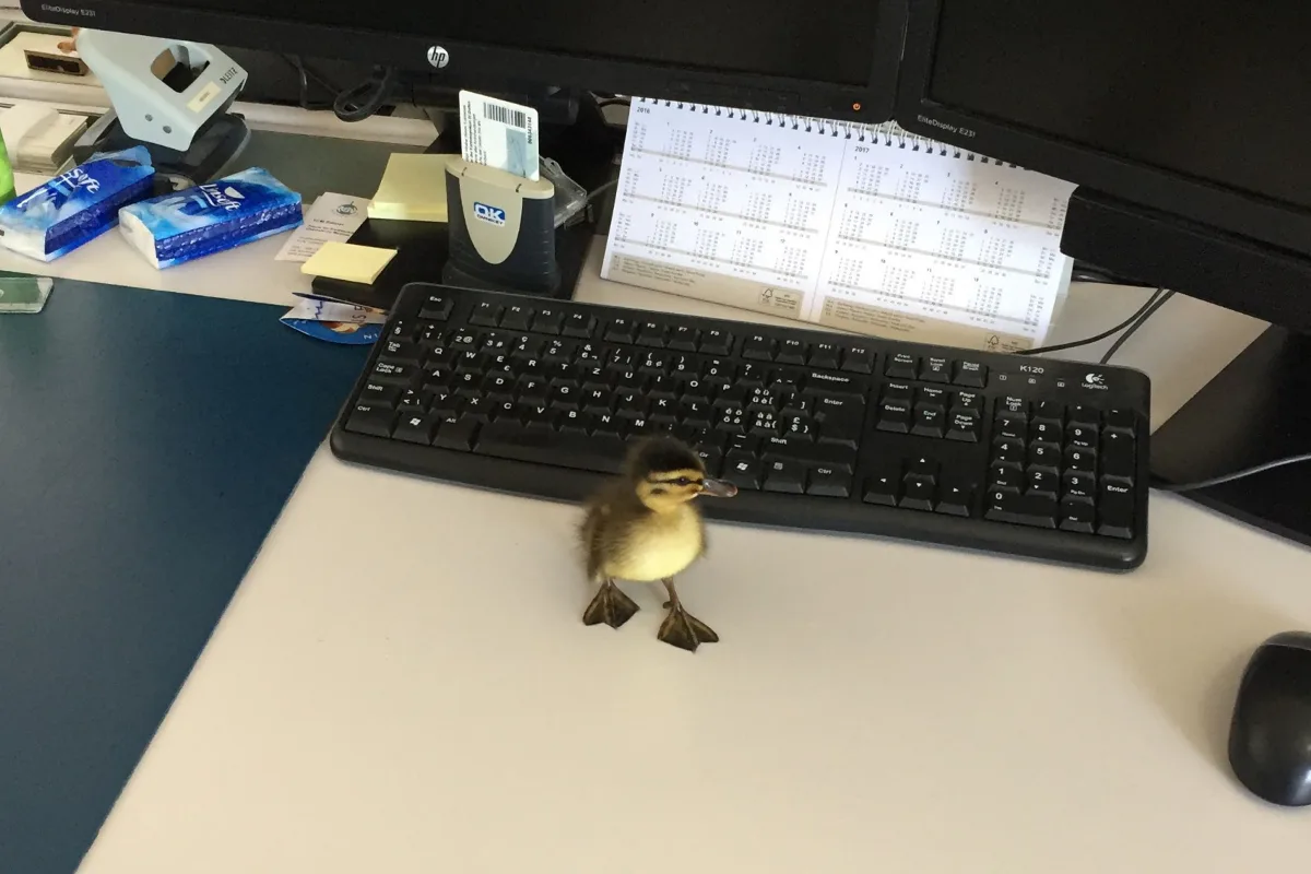 Uznach: Ente gut, alles gut