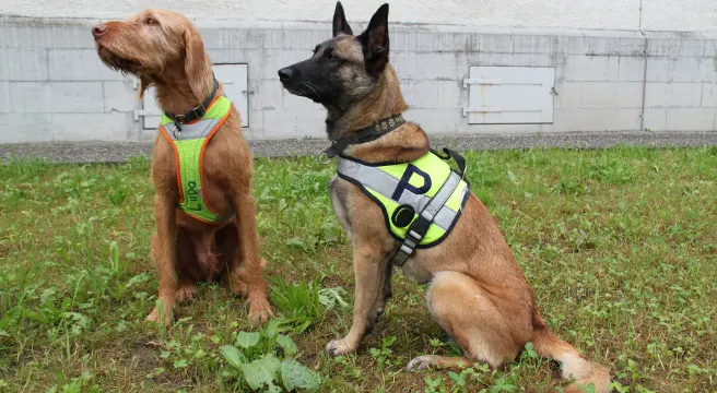 Vermisster in Rapperswil-Jona dank Polizeihunden aufgefunden