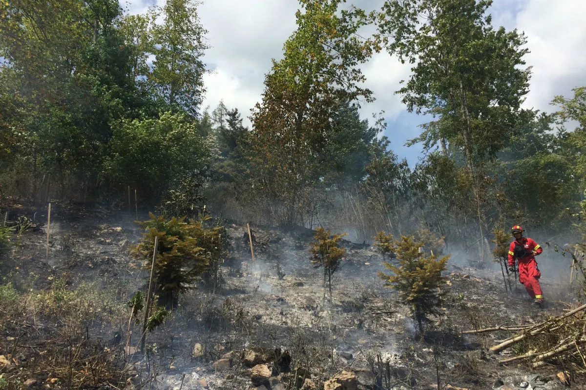Wegen Funkenschlag: Waldbrand am Tüscherzberg entfacht