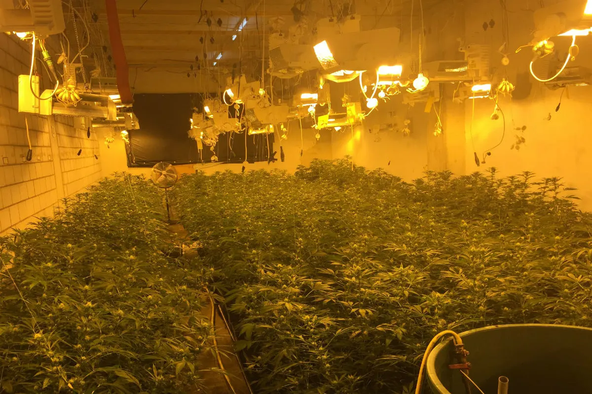 Indoor-Hanfplantage in Dietikon ausgehoben