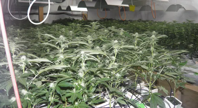Drogenfahnder schlagen in Ittingen zu