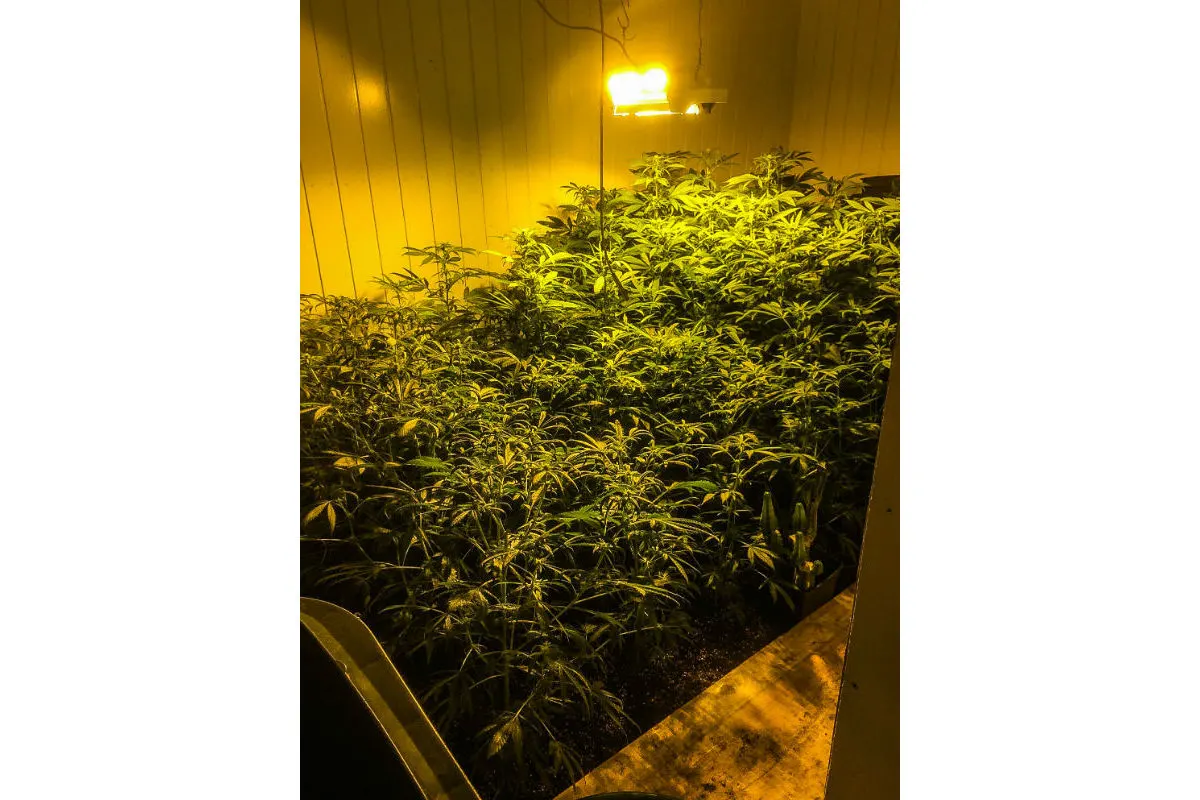 Hinwil ZH - Polizei hebt Indoor-Anlage aus