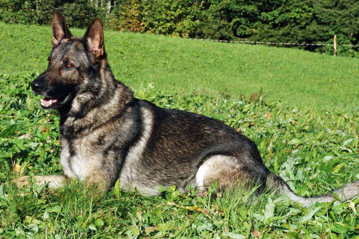 Kriens LU - Polizeihund Xando schnappt Einbrecher-Duo