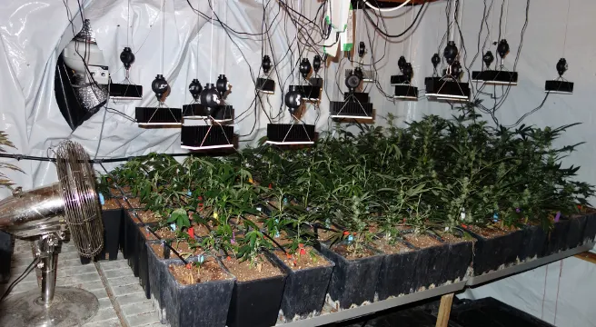 Hanf-Indooranlage in Flumserberg ausgehoben