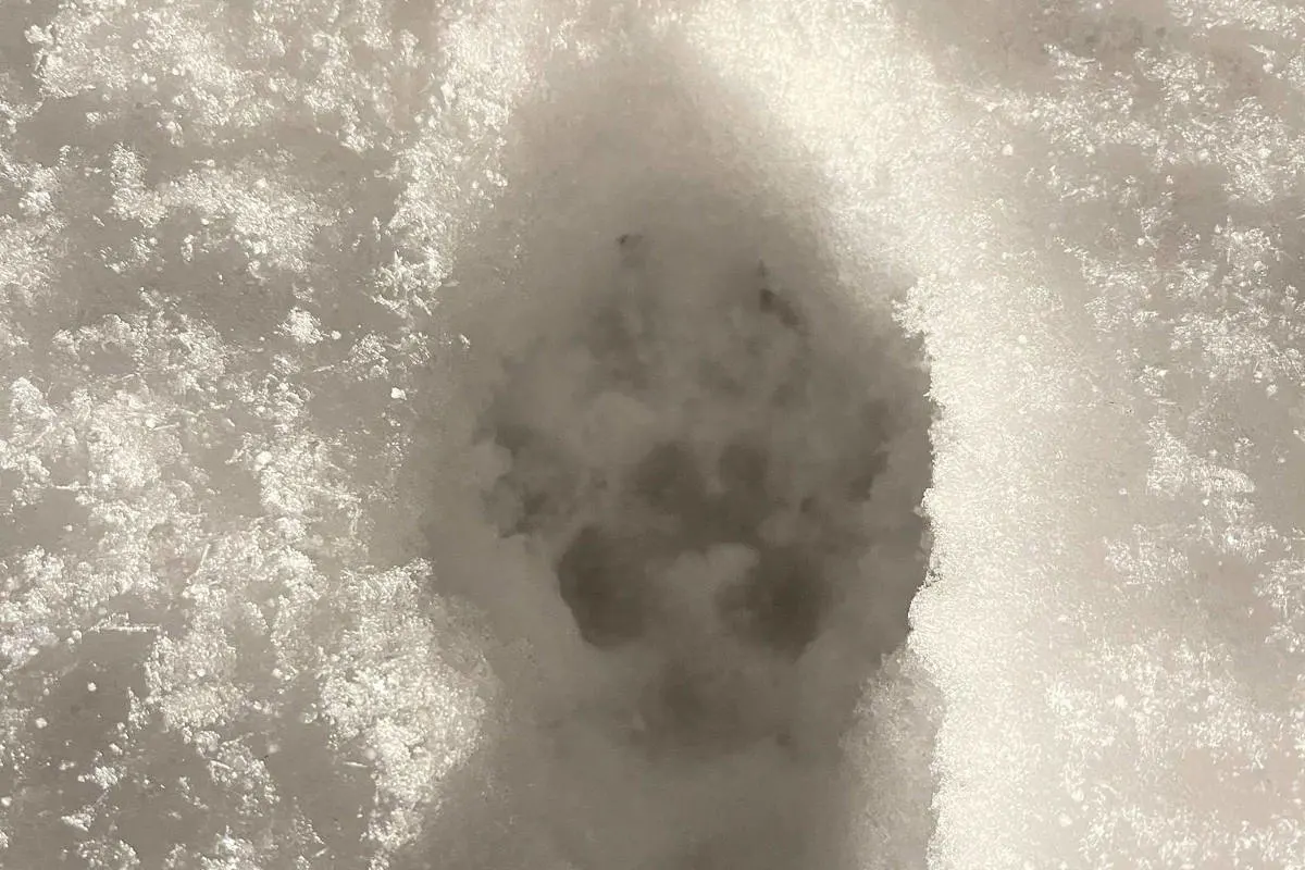 Kanton Glarus – Informationen zum Wolf