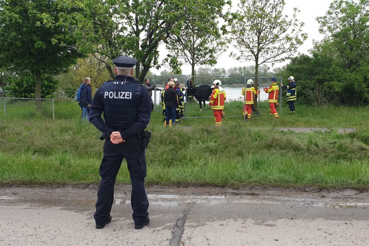 Erfurt und Sömmerda – Kühe auf Wanderschaft