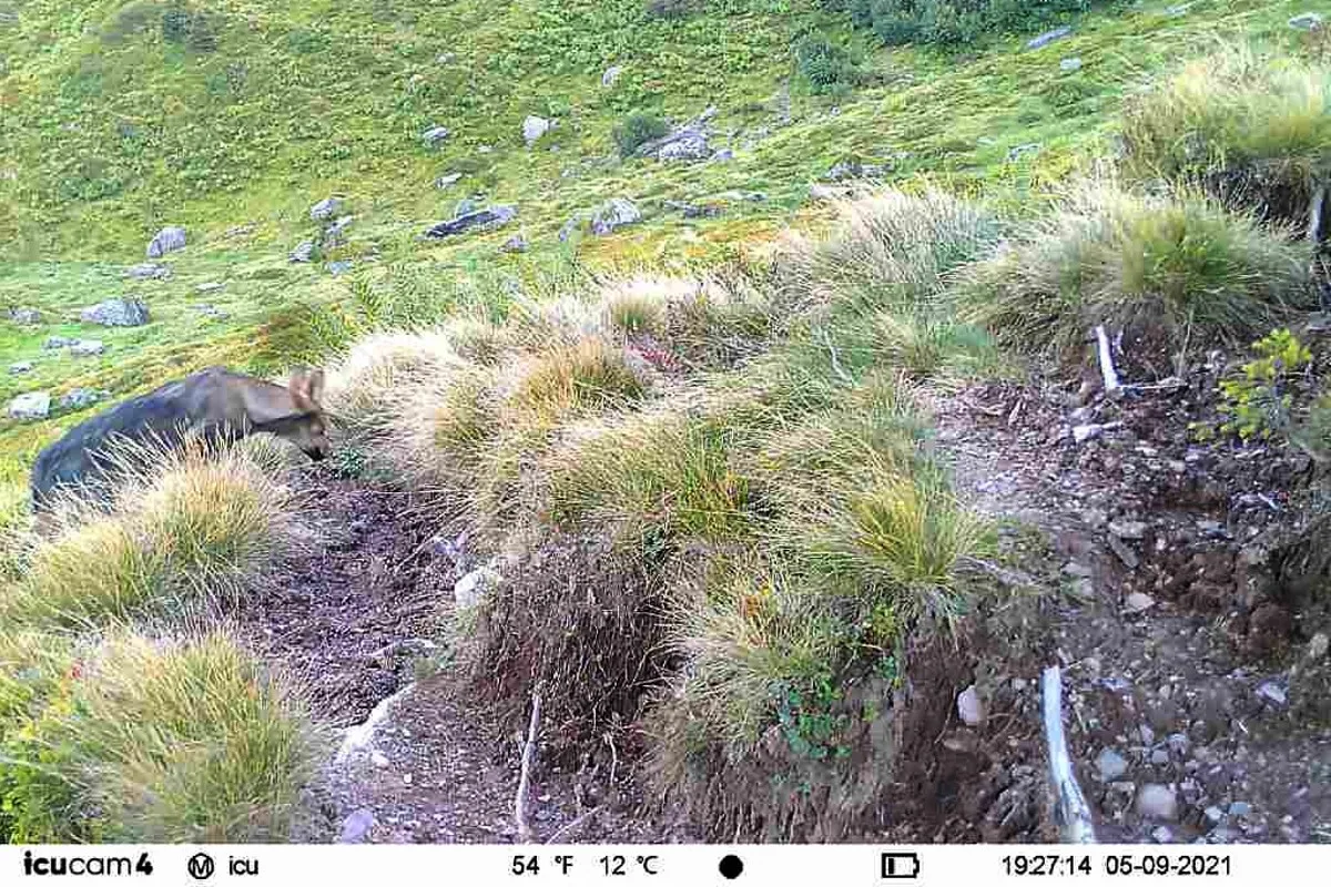 Wolfsnachwuchs im Kanton Glarus bestätigt