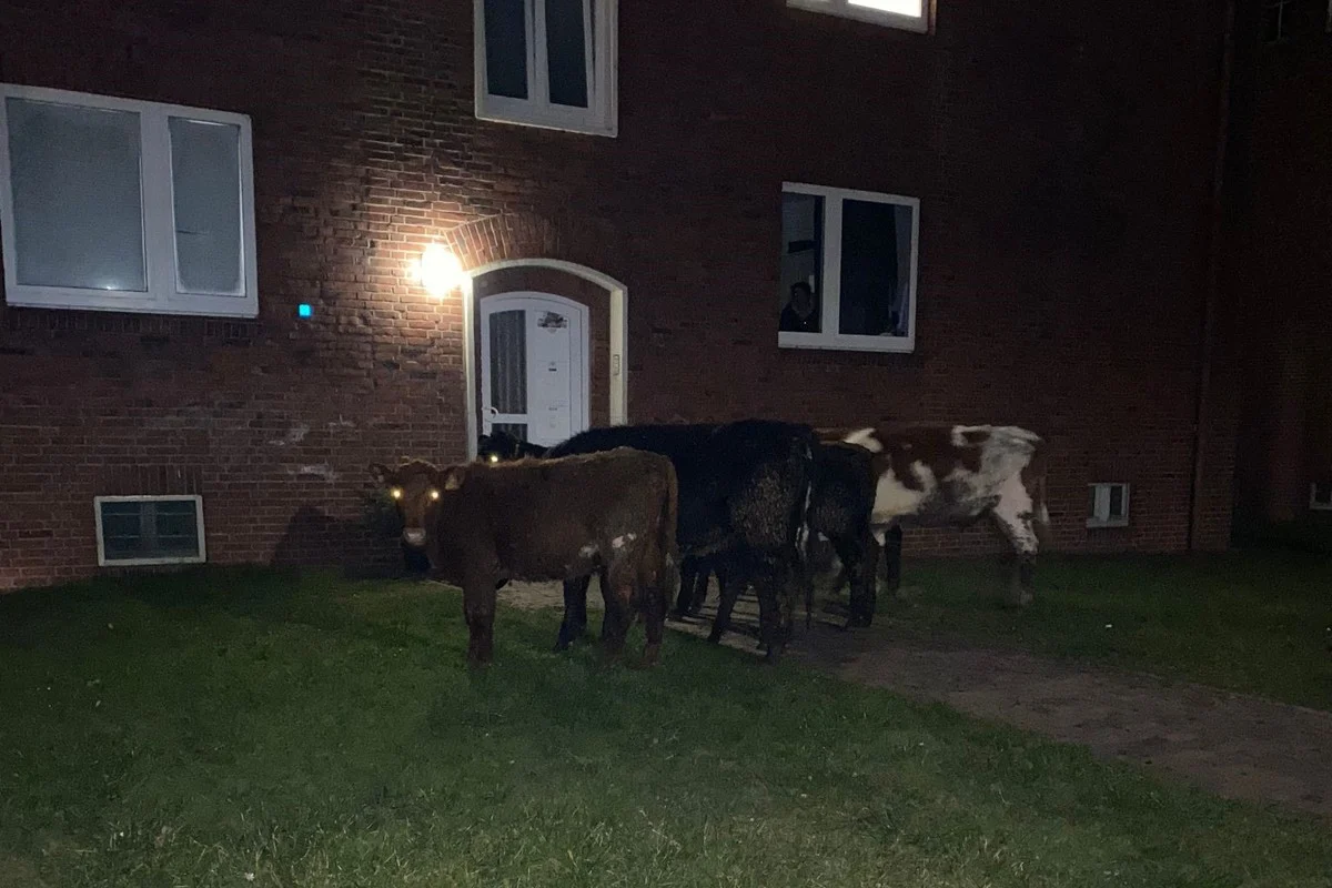 Wilhelmshaven - Wilde Kuhherde löst grossen Polizeieinsatz aus