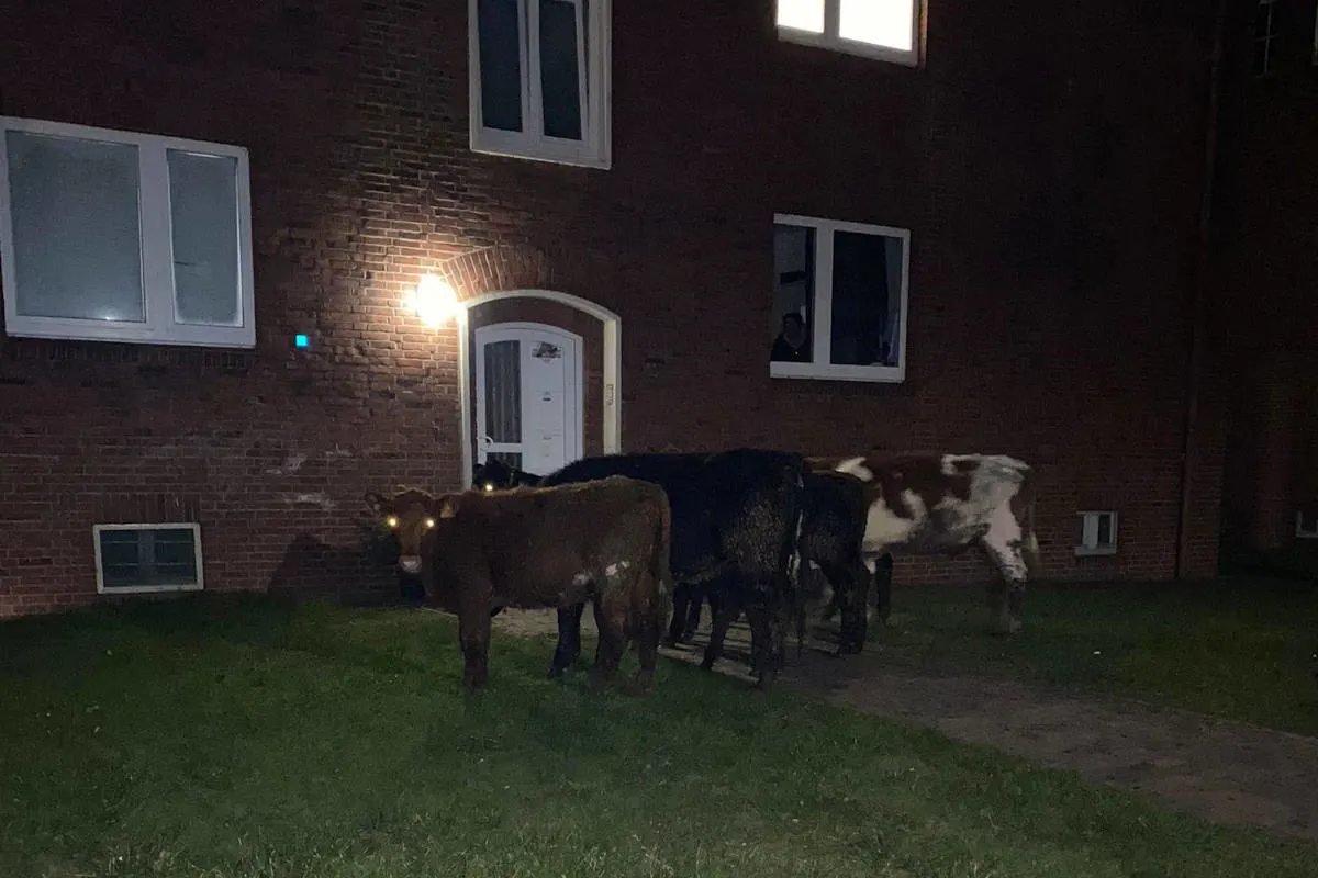 Wilhelmshaven – Wilde Kuhherde löste größeren Polizeieinsatz aus