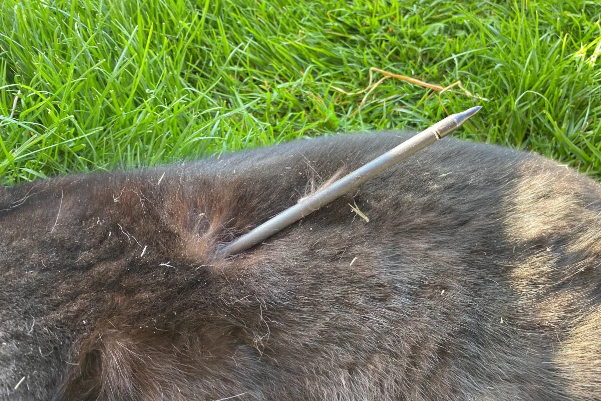 Brutale Tierquälerei in Sins AG – Katze durch Unbekannten mit Pfeil erschossen