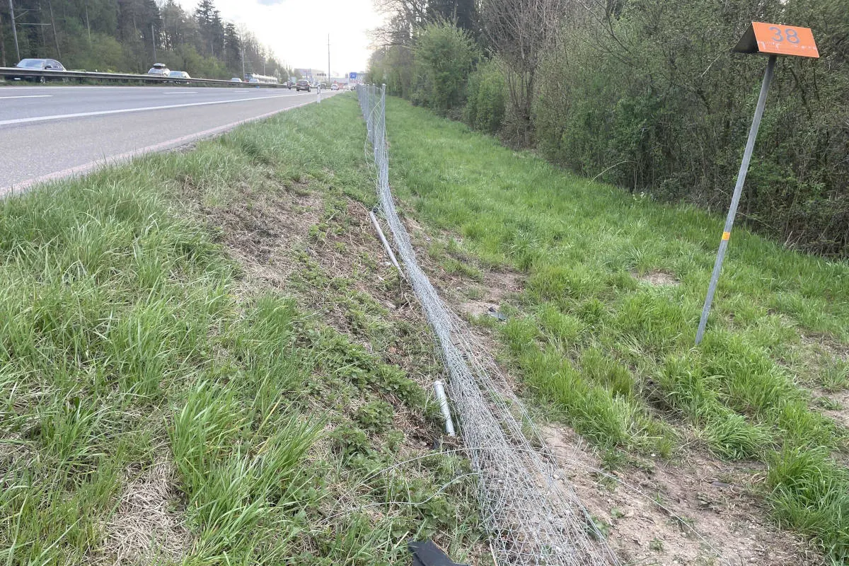A1 Staufen AG – Unbekannter Ford kracht in Wildschutzzaun und flüchtet