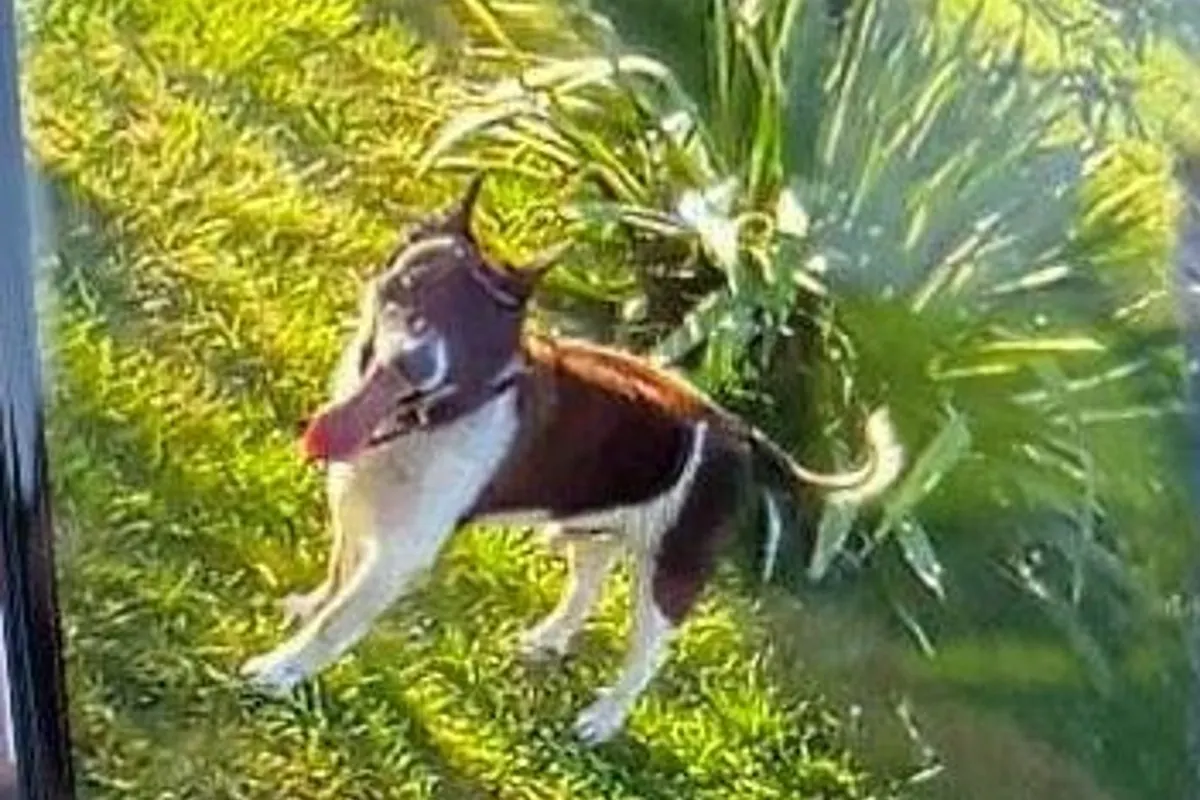 Hannover - Unbekannter entwendet 13 Jahre alten Jack-Russel-Terrier-Rüden "Lucki" in Groß Buchholz - Zeugen gesucht