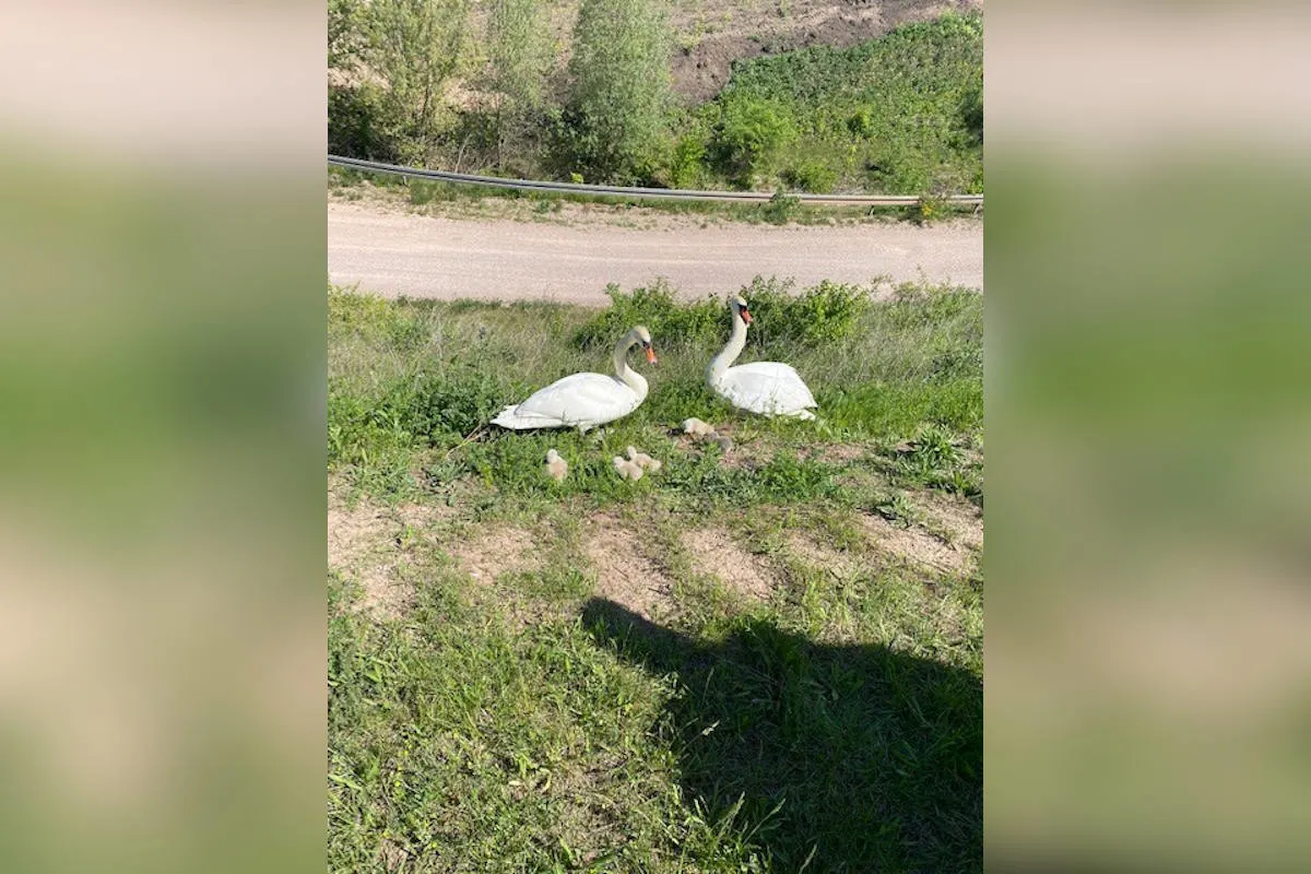 A71 Erfurt – Schwanenfamilie von der Autobahn gerettet
