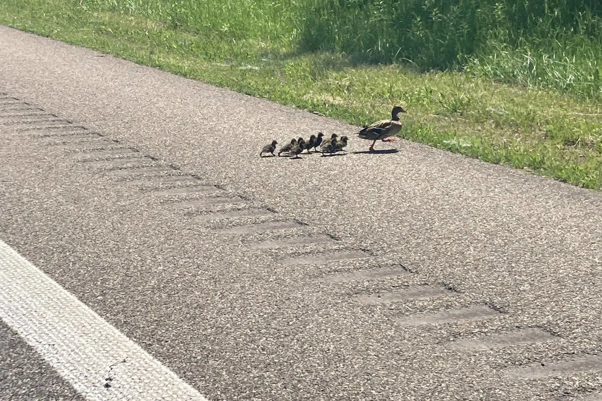 A5 Neuenburg – Autobahn wegen Familienausflug einer Entenfamilie mehrfach kurzzeitig gesperrt