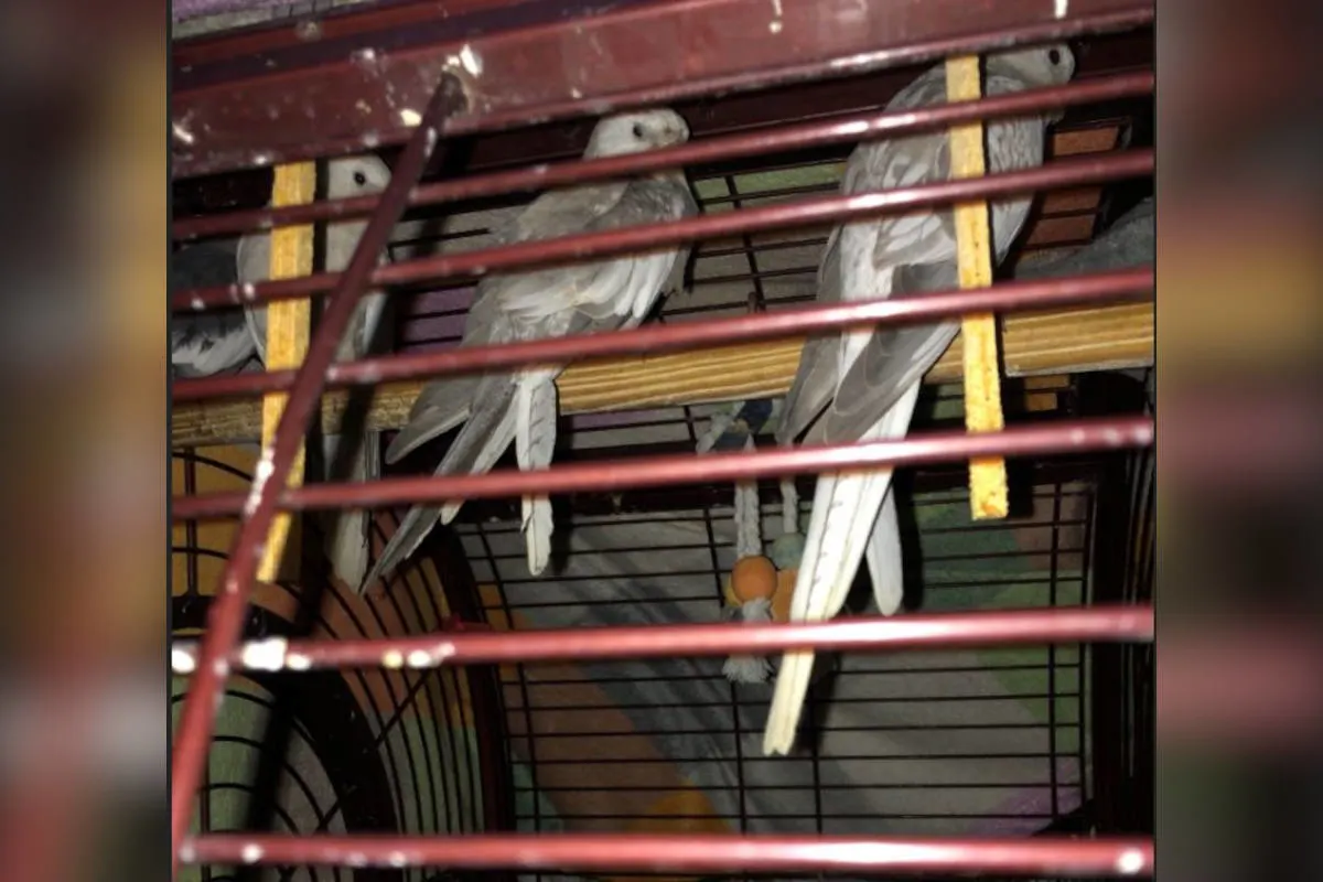 Hagen – Tiertransport der etwas anderen Art