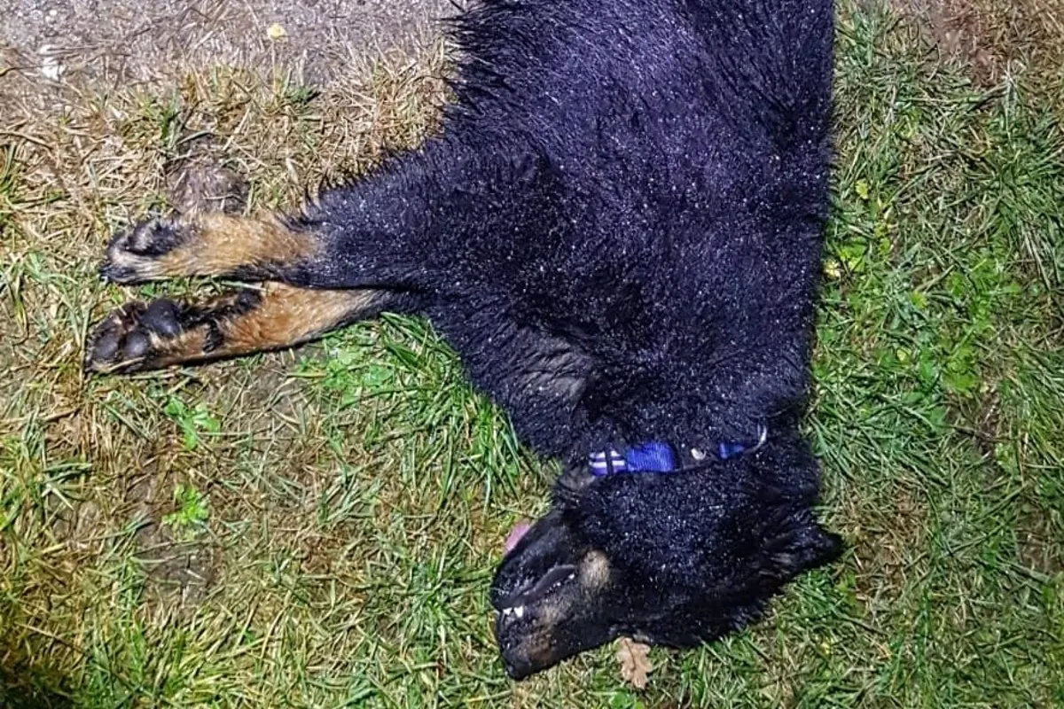 Siemerode - Hund durch Verkehrsunfall getötet - Besitzer unbekannt
