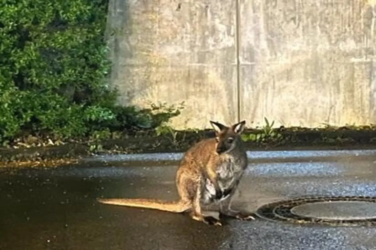 Känguru spaziert durch Erfurt