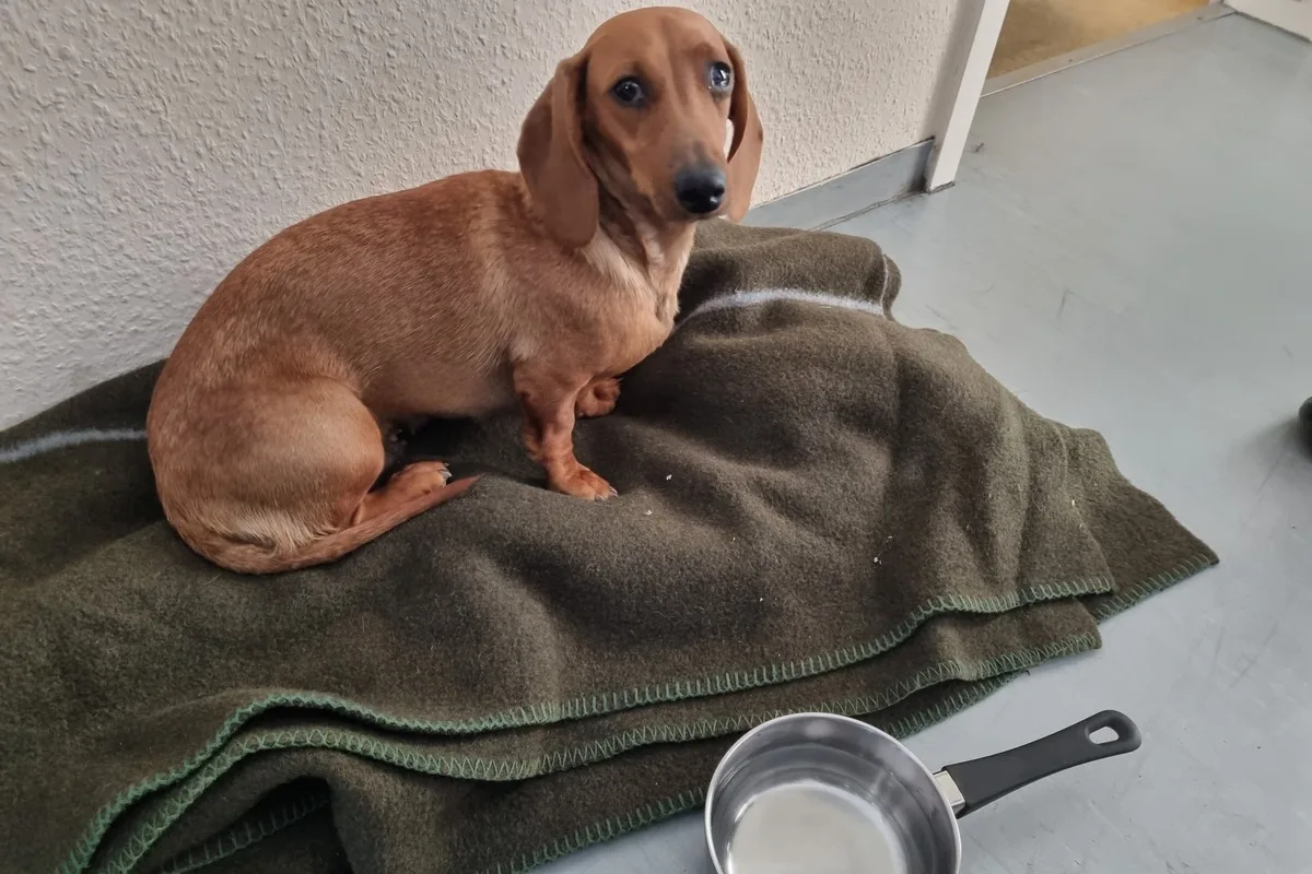 Hund auf der A9 gerettet - Tierhalter gesucht 