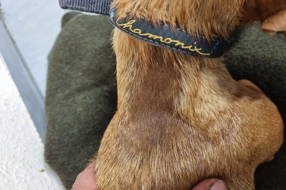 Hund auf der A9 gerettet - Tierhalter gesucht 