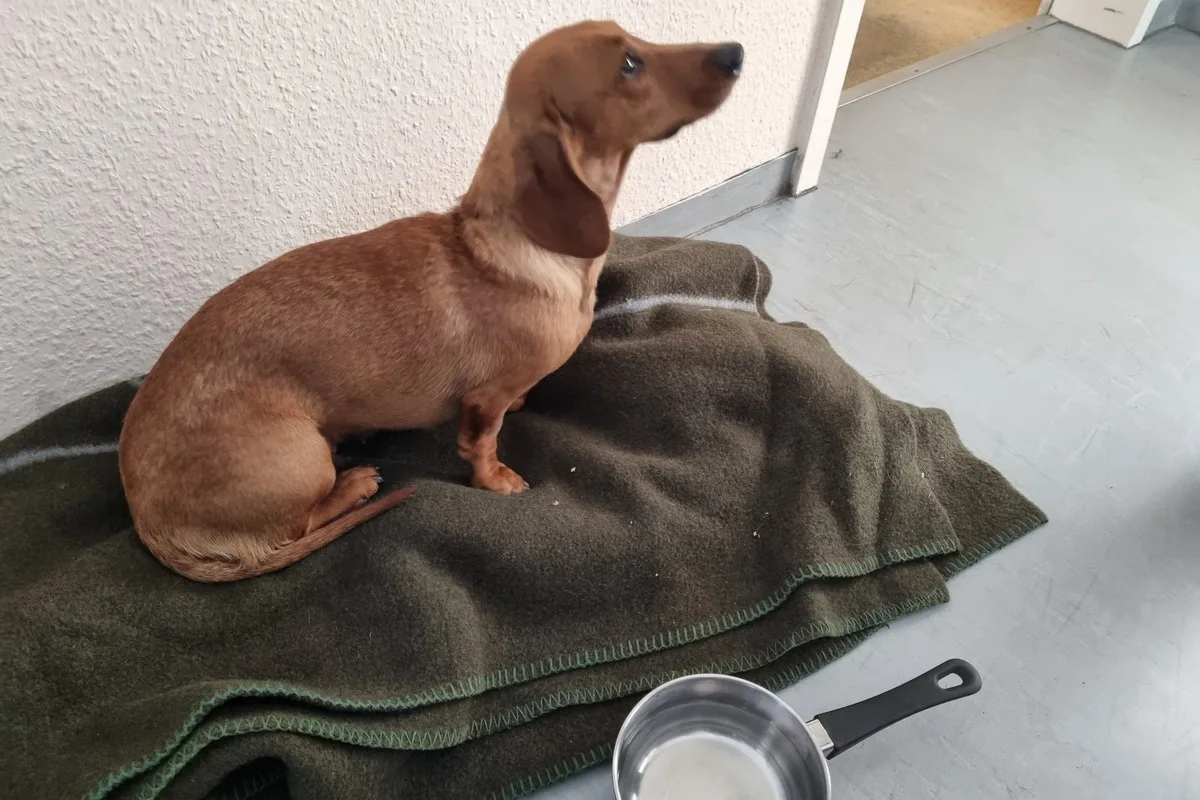 Hund auf der A9 gerettet - Tierhalter gesucht 