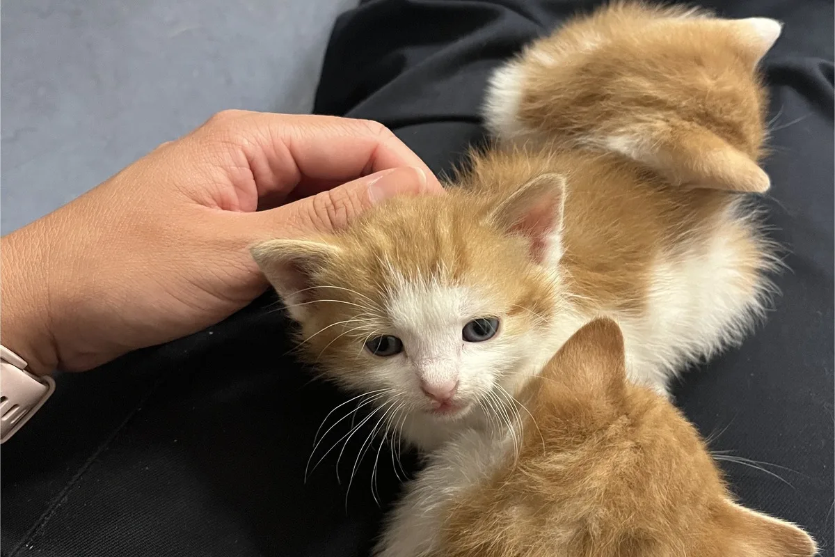 Daaden RP - Zeugenaufruf nach Fund von Katzenbabys