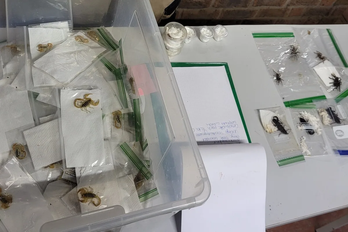 Köln -  Koffer voll mit 640 Vogelspinnen, Skorpione, Hundertfüßer und Käfer 