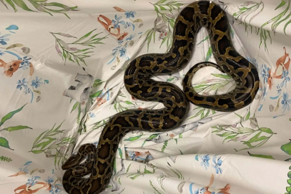 Verkehrskontrolle in Zug -2,5 Meter langer Tigerpython im Auto mitgeführt 