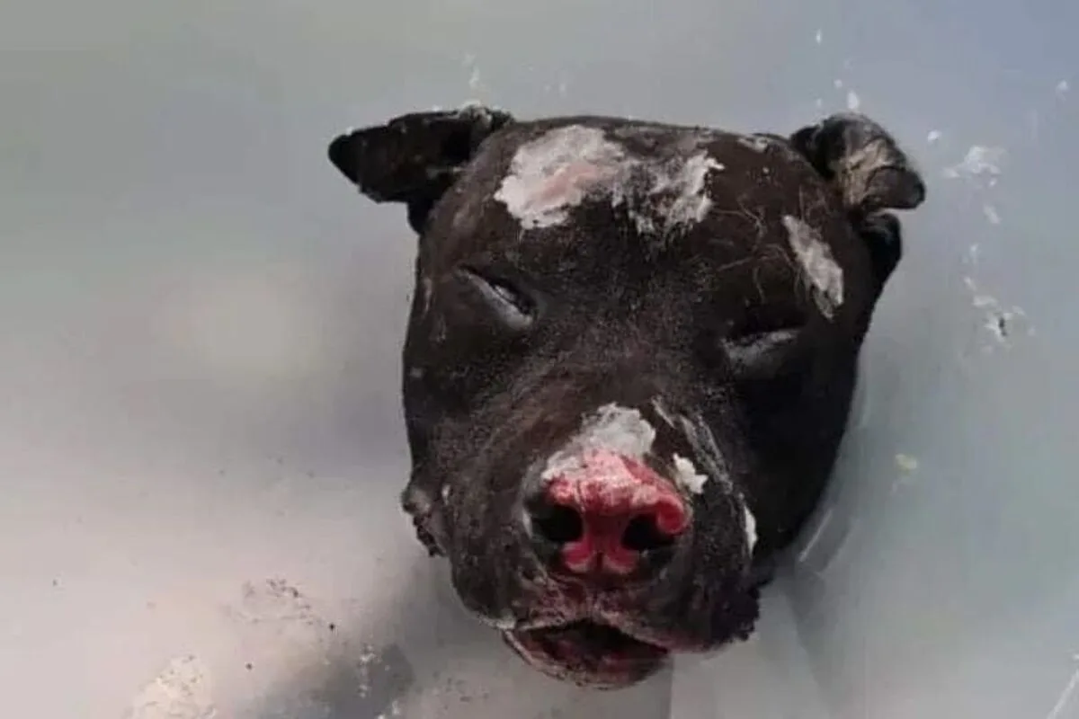 Palermo IT - Pitbull vom eigenen Besitzer angezündet