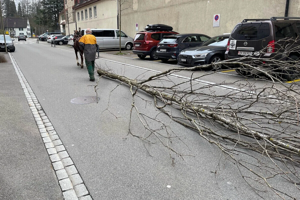 Winterthur ZH - Entlaufenes Pferd zieht 10 Meter langen Baum durch die Stadt