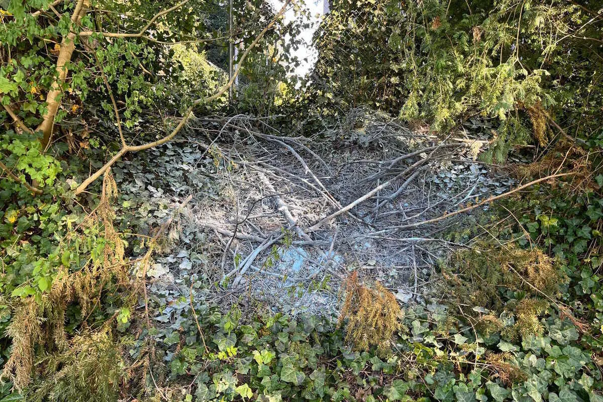 Altenrhein SG - Mehrere Büsche in Brand geraten 