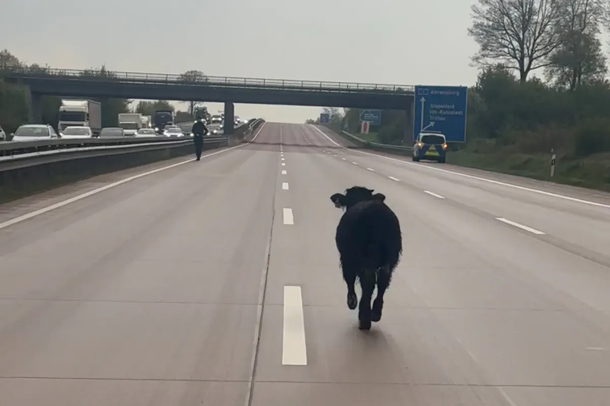 Ratzeburg SH - Ausgebüxtes Rind verursacht Sperrung auf der Autobahn