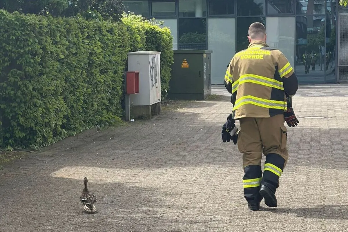 Voerde NW - Feuerwehr rettet Entenküken