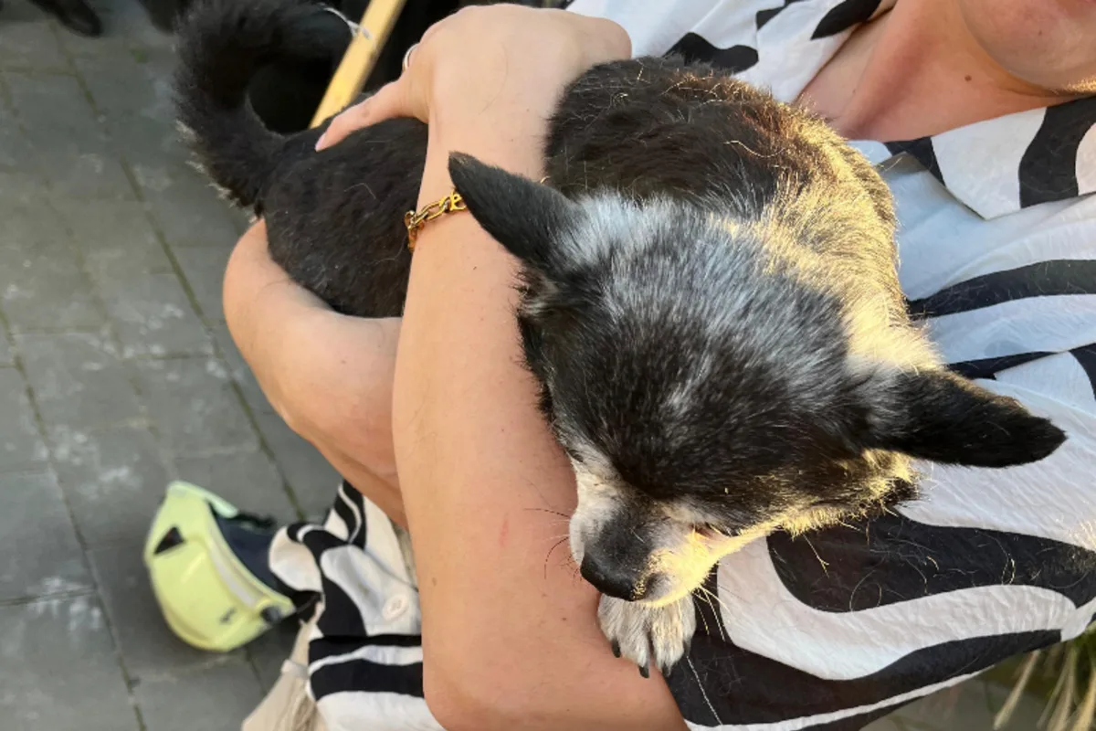 Dinslaken - Feuerwehr rettet Hund aus Notlage 