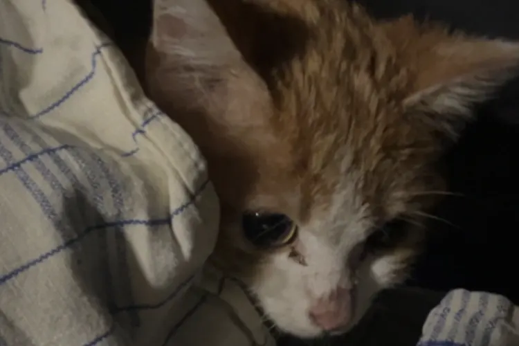 Schüpfheim LU - Katze in Abfallcontainer gefunden 