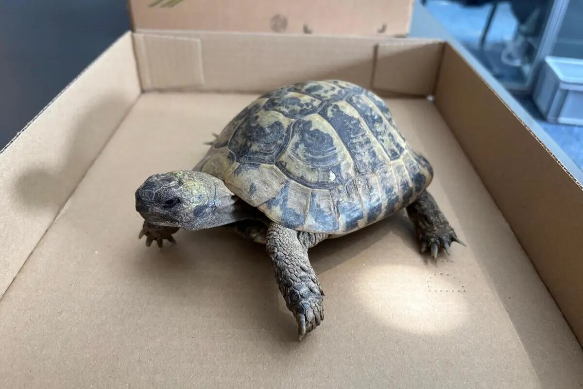 Stadt Schaffhausen – Katze im Lagerraum der Polizeistation - Schildkröte gefunden