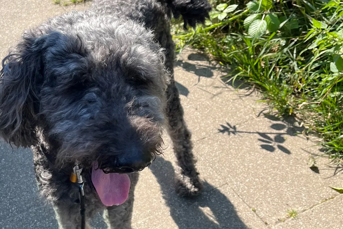 Ermittlungen gegen Hundehalterin aus Essen NW – Polizei rettet Hund aus überhitztem Auto