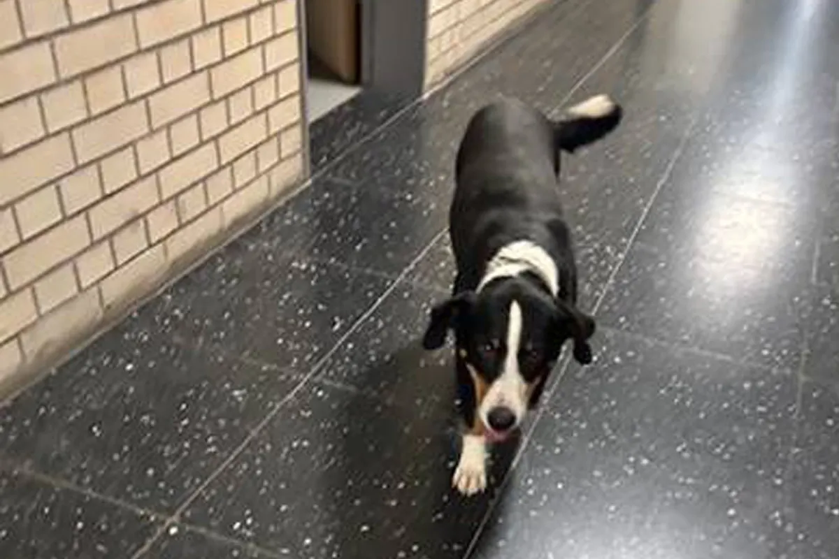 Ransweiler RP – Von Polizei gefundener Hund sucht seinen Besitzer