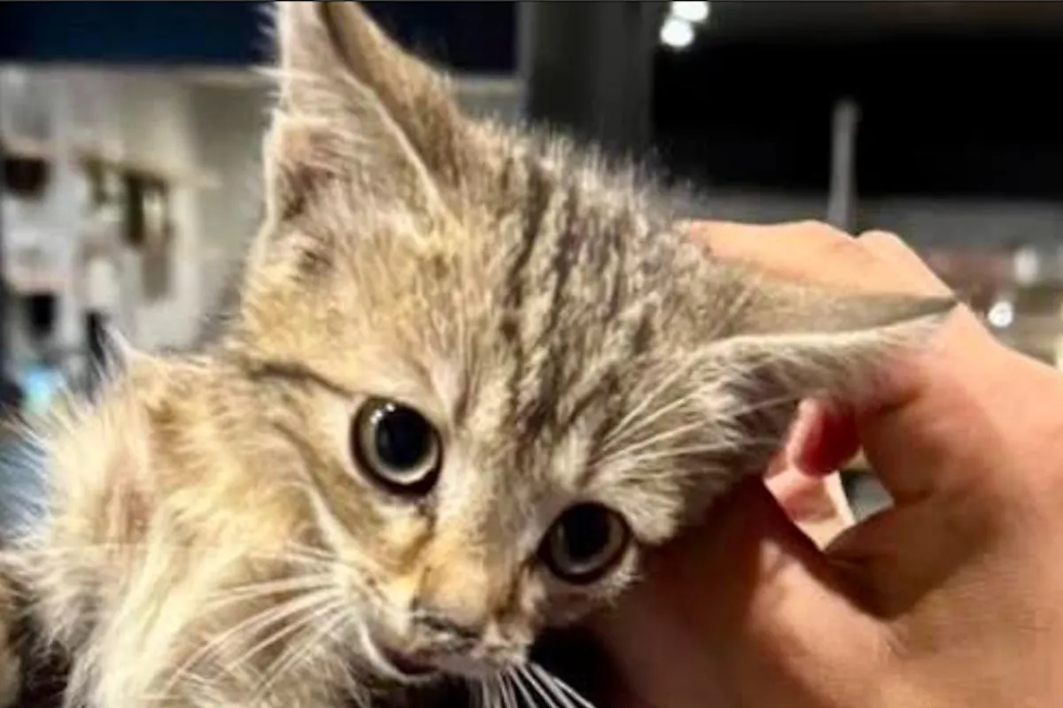 Basel Stadt – Junge Katze zugelaufen