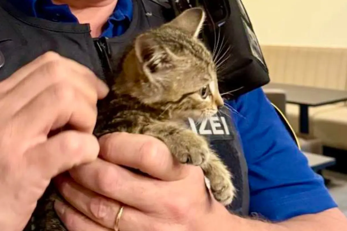 Basel Stadt – Junge Katze zugelaufen