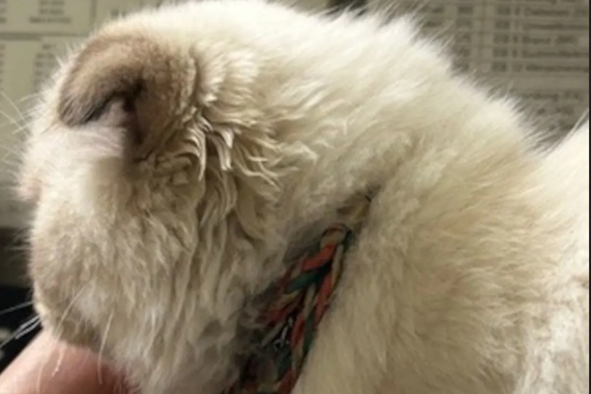 Katze aufgefunden in Salzburg – Besitzer gesucht