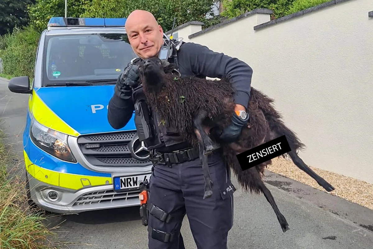 Witten NW – Ausgebüxtes Schaf im Stand-Off mit Hund