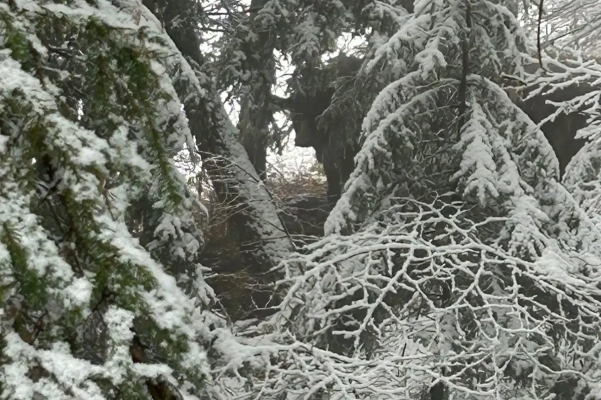 Helfenberg OÖ – Rinder auf der Flucht
